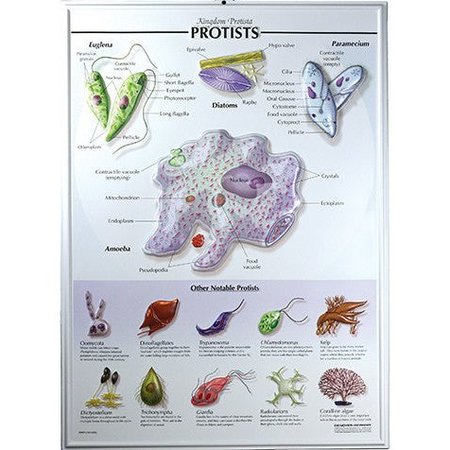 DENOYER-GEPPERT Charts/Posters, Protist Raised Relief Chart 7505-RR